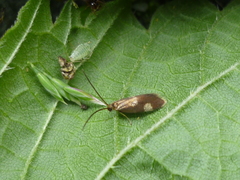 Epimartyria bimaculella