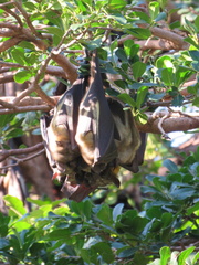 Eidolon helvum