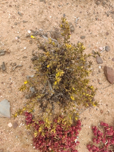 San Quintín goldenbush (Hazardia vernicosa)