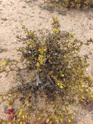 Image of Hazardia vernicosa by (c) Diego Maldonado de la Torre, some rights reserved (CC BY)