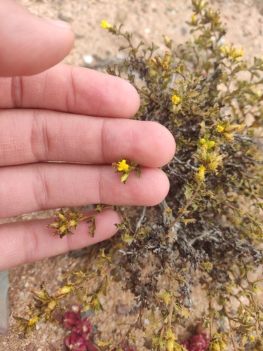 Image of Hazardia vernicosa by (c) Diego Maldonado de la Torre, some rights reserved (CC BY)