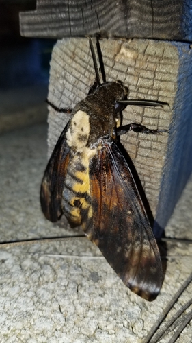 Acherontia atropos