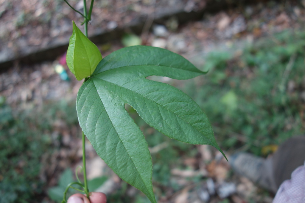 Passiflora prolata