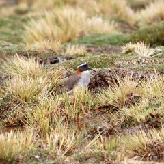 Phegornis mitchellii