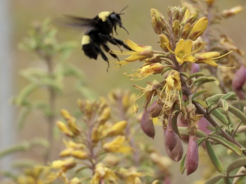 Crotch's Bumble Bee photo 5