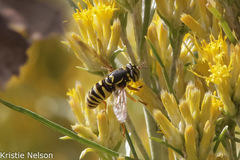 Spilomyia interrupta