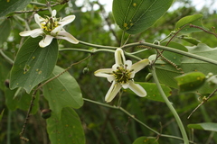Passiflora cuneata