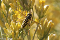 Spilomyia interrupta