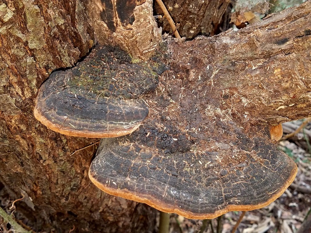 Phellinus badius