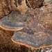 Phellinus badius - Photo (c) Jared McRae, some rights reserved (CC BY-NC-SA), uploaded by Jared McRae