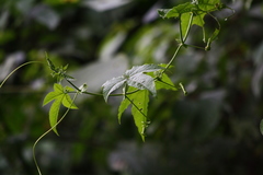 Passiflora azulitensis