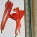 Passiflora securiclata - Photo (c) J.R. Kuethe (Yero), some rights reserved (CC BY-NC), uploaded by J.R. Kuethe (Yero)