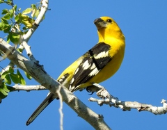 Pheucticus chrysopeplus