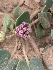 Abronia angustifolia