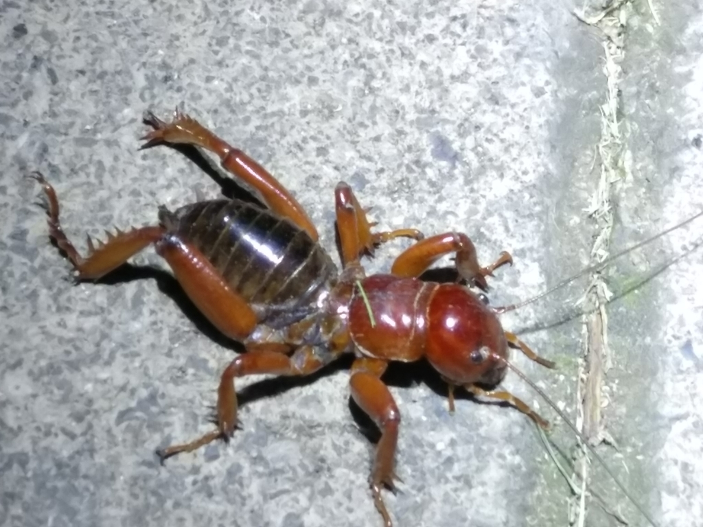 Mexican Jerusalem Cricket