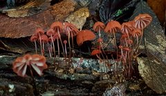 Marasmius fulvoferrugineus