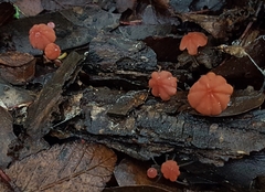 Marasmius fulvoferrugineus