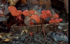 Marasmius fulvoferrugineus