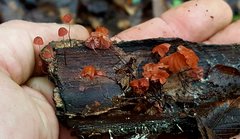 Marasmius fulvoferrugineus