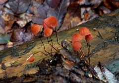 Marasmius fulvoferrugineus