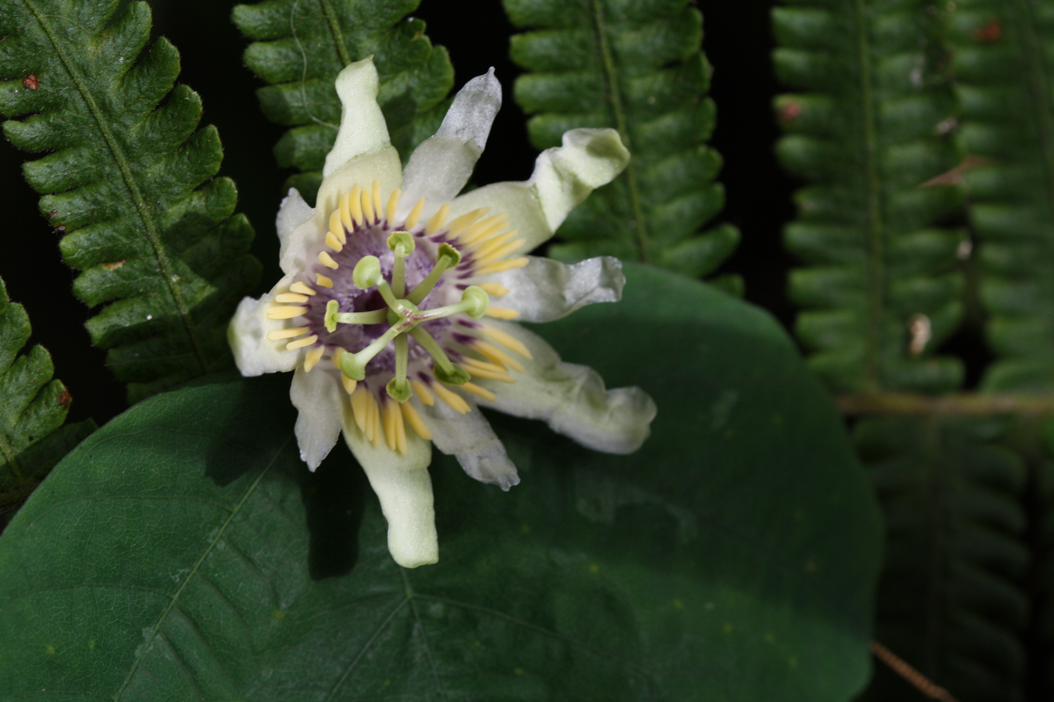 Passiflora punctata image