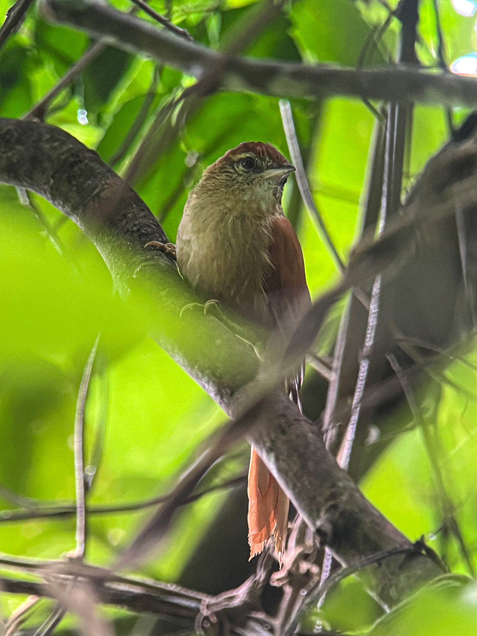 Coiba Spinetail illustration