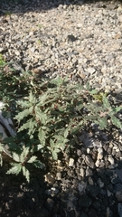 Forsskaolea angustifolia