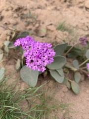 Abronia angustifolia