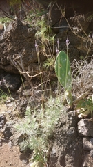 Lavandula buchii