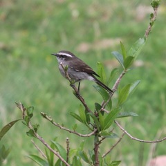 Ochthoeca leucophrys