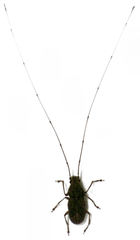 Arecopais spectabilis