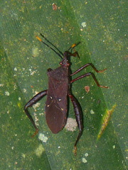 Leptoscelis quadrisignatus