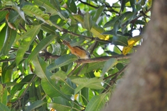 Cantorchilus leucotis