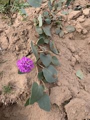 Abronia angustifolia