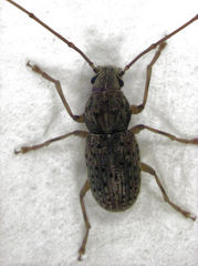 Arecopais spectabilis
