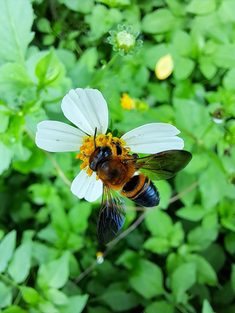 Megachile vietnamica