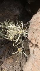 Cneorum pulverulentum