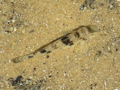 Yongeichthys nebulosus