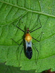 Zelus fasciatus