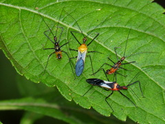 Zelus fasciatus