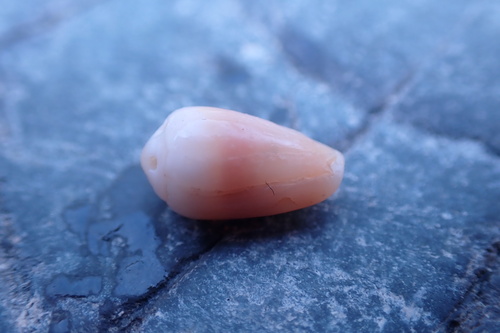 Imbricaria punctata observed 2023-07-02