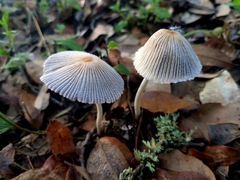 Coprinellus xanthothrix