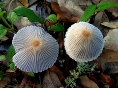 Coprinellus xanthothrix