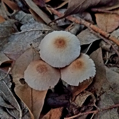 Coprinellus xanthothrix