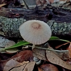 Coprinellus xanthothrix