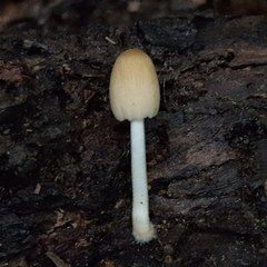 Coprinellus xanthothrix