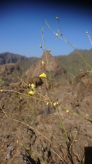 Nanorrhinum scoparium