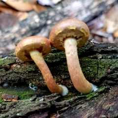 Gymnopilus luteofolius