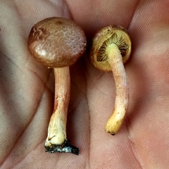 Gymnopilus luteofolius