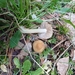 Inocybe aeruginascens - Photo (c) rene_berlin, some rights reserved (CC BY-NC), uploaded by rene_berlin